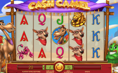 cash camel